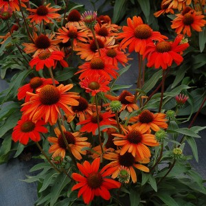 Эхинацея Echinacea Kismet Intense Orange